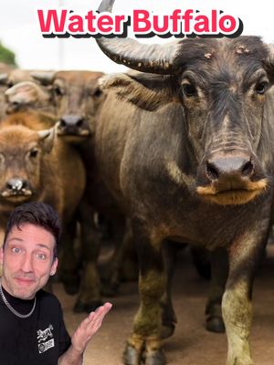 They don’t call them Water Buffalo for nothing 