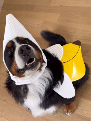 happiest rescue banana to ever exist 🥹💗🍌