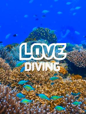 POV: You’re in the Philippines underwater. 🪸The Philippines is rich in marine biodiversity just waiting to be explored. Plunge into a living tapestry of color, where intricate coral cities bustle with an incredible diversity of life. Dive deep into love and explore the Philippines! 🤿 #LoveThePhilippines #DOTPhilippines #BagongPilipinas #diving #dive #divingphilippines #fyp