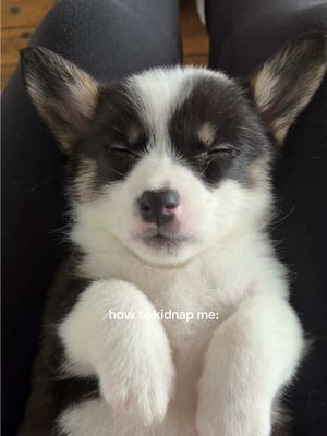 Every girl has her weakness 😌 Btw Berkeley besties: the short kings (and queens) are coming this weekend only 👀👑 Use code GOBEARS for $10 off Corgi Puppy Yoga tickets!  Grab them at the link in our bio before they’re gone! #puppyyoga #puppy #berkeleyca #berkeleythingstodo 