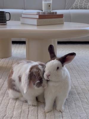 Soft bunnies. Softer rug. Who knew doom scrolling could feel this good? 🤍 @Hashbrown, Oatmeal, & Lemon  #plush #neutralhomedecor #cuteanimals #cozyhome #cozyvibes 