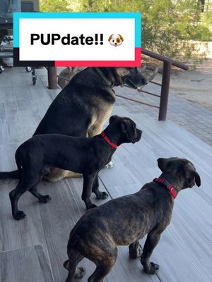 Photos of the pups at their new home!! 🐶 #dogsoftt 