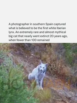 A photographer in southern Spain captured what is believed to be the first-ever white Iberian lynx, a leucistic big cat so rare it seems almost mythical. Already one of the world’s rarest cats, the Iberian lynx was pulled back from the brink of extinction after its population fell below 100 two decades ago. #whiteliberianlynx #catsoftiktok #animals #internethof #fyp 