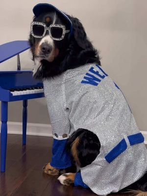 Welton John and his pink crocodile sidekick were hopping and bopping to the Crocodile Rock 💗🐊✨ @Elton John  #eltonjohn #doghalloweencostume #bernesemountaindog 