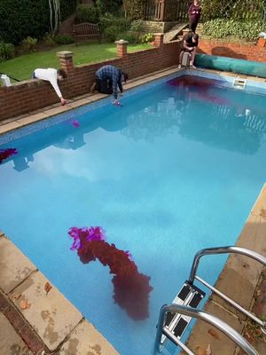 Dying this pool red for Halloween, which then led to the slime pool 😂  #thep00lguy #hollayaboy #satisfying #swimmingpool 