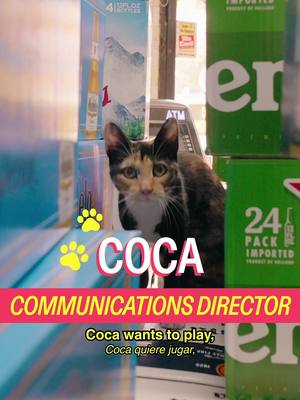 Meet Coca in the Bronx ft. shop regular @Zohran Mamdani  A show by Mad Realities Host: @MICHELLADONNA  creative producer christian wallace shriver  dp ben tillona  editor sean fitzmaurice  design Alex Mi  stylist @BERRIEZ  ae Ryan Novak  pa Vivienne Shriver #cat #nyc #zohran #shopcats #bodega