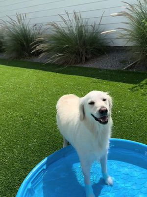 Sages theme song #popular #sage #goldenretriever 