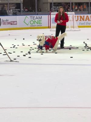 Henry picking the chuck-a-puck winner might just be the cutest thing we’ve ever seen 🥹  #henrythehockeydog #OHL #dog #hockey #cute @Midmichigank9 