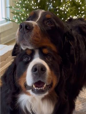 Twas the Night Before Christmas: Chewy Claus Edition✨ #ChewyPartner Be sure to submit your pet’s Chewy Claus letter for the chance to have your pet’s wish fulfilled! And the best part is for each and every letter submitted, Chewy Claus will donate 5 meals to pets in need. @Chewy  #ChewyClaus #bernesemountaindog  