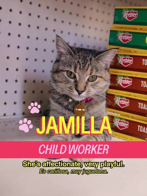 Meet Jamilla in East Flatbush Host: @MICHELLADONNA  Producer/DP:Drew Rosenthal Editor: Sean Fitzmaurice Graphic Designer: Alex Mi AE: Ryan Novak PA: Vivienne S A show by Mad Realities #shopcats #nyc #bodega #bodegacat