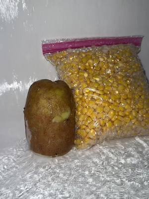 Yes #potato #foryoupage #potatoes #tedlasso #fyp 