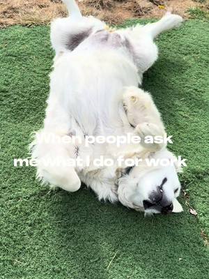#CapCut #dogboardinglife #DogTraining #dangerous #pets