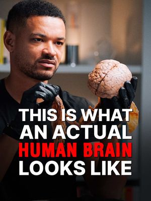 This is what a real human brain looks like. Dr Jill Taylor brings out an actual human brain complete with the spinal cord and nerves to show the incredible complexity of what makes us who we are. She explains how every thought, emotion, and movement starts right here. Have you ever seen a real human brain before? #health #brainhealth #podcast #brain #clips 