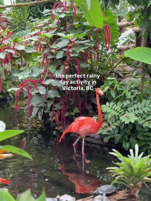 A rainy day in Victoria calls for the Butterfly Gardens 🌧️🦋 Beautiful butterflies, birds & little animals all around. Close to other fun activities such as Butchart Gardens & local wineries 🍷🌿 #VictoriaBC #BC #rainyday #ButterflyGardens #ButchartGardens #Vancouverisland #ExploreVictoria #VanIsland #britishcolumbia #victoria #yyj #Vancouverisland #VanIsle #beautifulbc #canada #victoriazoo #victoriacanada 
