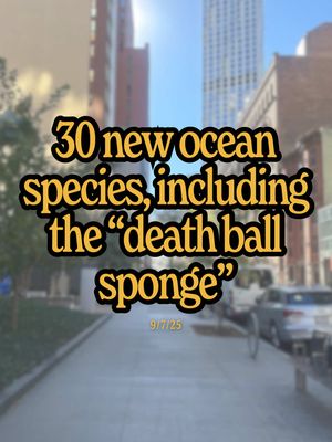 1-2 million species live in the ocean but we only know ~10% of them. So the researchers at Ocean Census discovering these 30 new marine species brings us a bit closer to uncovering the magic living down there… 