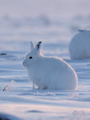 Take a moment to chill with some Arctic hares 🐇 🎥: #HostilePlanet