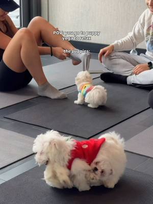 go to puppy yoga they said. It’ll be relaxing they said. 🙂