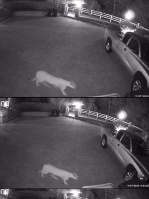 MOUNTAIN LION ENCOUNTER! #parenting #viral #wildlife #mountainlion #scary 