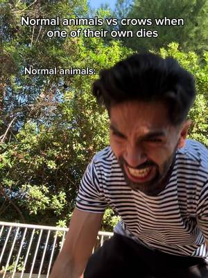Normal animals vs crows when one of their own dies. #fyp #humor #joke 