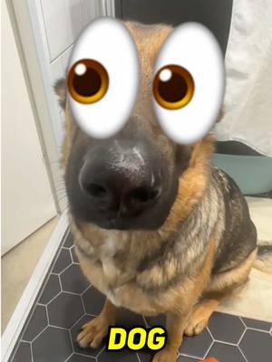 Do You Know Why This Dog Is So Whiny? #whiningdog #h00pify 