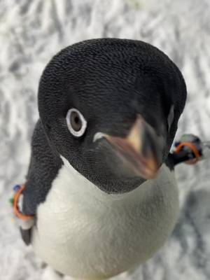 This is an Adélie Penguin! The smallest species of penguin in the Antarctic!  #seaworldsandiego #seaworld #penguintok #adeliepenguin #penguins 