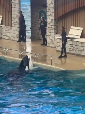 Voiceovers at SeaWorld.  . . . #voiceover #laugh #whales #animals 