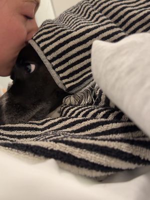 Towel time! Warm towels are her favorite #fyp #furbaby #dogsoftiktok 