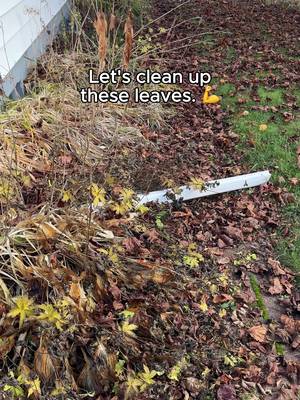 Glad to have this chore done and dusted. ✅ 🍂 #FallCleanup #HolidaySzn #Glad 