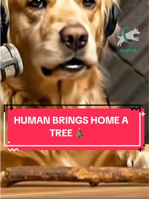 Make it make sense, hooman 🎄🐾
