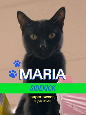 Meet Maria in the Bronx, powered by her @smallsforcats  Use discount code SHOPCATS for 60 per cent off your first order of Smalls! A show by Mad Realities host @MICHELLADONNA  creative producer christian wallace shriver dp ben tillona editor sean fitzmaurice design Alex Mi ae Ryan Novak pa Vivienne Shriver a show by mad realities  #cat #nyc #smallspartner #ad #shopcats