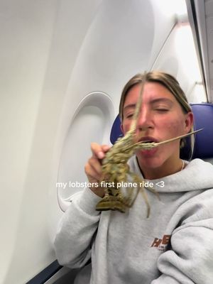My lobster did so good on his first plane ride <3