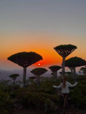 welcome to the Island of Socotra, Yemen 🪾🪐