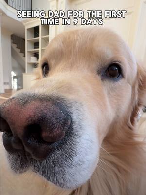 There’s no better feeling than coming home to a greeting like this 🥹❤️ 9 days was a long time!! #hockeylife #welcomehome #dogs. #cuteanimals #goldenretrieverlife 