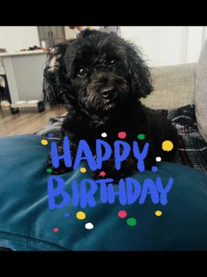 Happy 2nd Birthday, Izzy!   #dogsoftiktok #happybirthday #yorkipoo #dogsoftiktokviral 