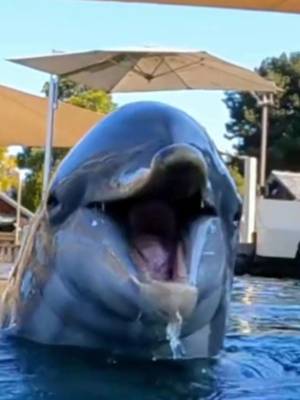 It’s dolphin-etly gonna be a great weekend! 🐬🌊💙 #seaworldsandiego #seaworld #dolphintiktok #dolphins 