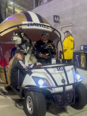 Riding riding riding around 🐎 #GoHuskies #mascot #husky #dogsoftiktok #woof 