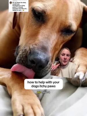 Replying to @Huckleberry’s Mom Can The Daily help with itchy paws? let’s talk about it! #dogtok #dogallergytips #doghealth #greenscreen 