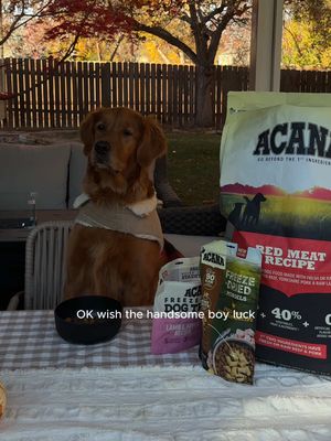Add this to your fall bucket list: a petsgiving party for your furry child!🐾 My heart can’t handle it!! Thanks @ACANA™ Pet Food for keeping Dodger and his pals fed with the tastiest food and treats! #ACANAPartner AD