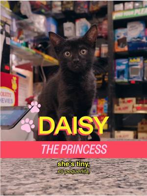 Meet Dasiy in Crown Heights, featuring @lexagates  host @MICHELLADONNA  creative producer christian wallace shriver dp ben tillona editor sean fitzmaurice design Alex Mi ae Ryan Novak pa Vivienne Shriver a show by Mad Realities #cat #nyc #music #shopcats #kitten