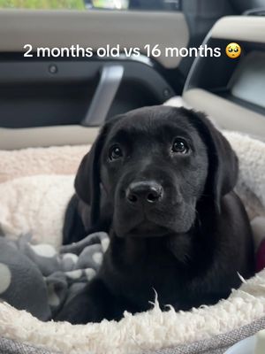 can’t cope, my Olive girl ✨🖤 #labrador #puppy #fyp #nightchanges 