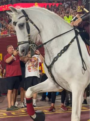 our favorite horse in the stable #usc #CollegeFootball #mascot #horses 
