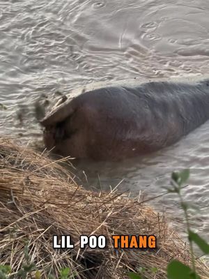 You my lil POO thang 🤣🤣 witness perhaps the most bizarre behavior in the animal kingdom… Which is hippos spraying their 💩 like a dog who would mark their territory 🦛  #boothang #spraying #funnyanimals