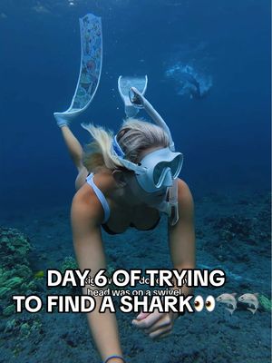 Should I really be scared of that BIG GUY at the end?!👀 #hawaii #freediving #diving #sharks #ocean