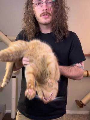 Orange cats are evil #cat #catsoftiktok #catlovers #viralcats #funnycat #orangecatbehavior #orangecat 
