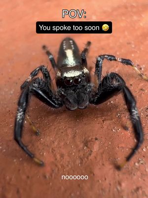Rate cuteness on a scale of 1-10 🤣 #spiders #travelhumor #spoketoosoon 