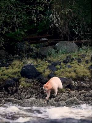🤍🌲Spirit bears roam, and wilderness reigns—welcome to the legendary Great Bear Rainforest. Spanning over six million hectares along BC’s Infinite Coast, this ancient rainforest shelters the rare Kermode (Spirit) Bear—a black bear with striking white fur, appearing in roughly one in ten bears of the area. 📆 The best time to experience BC’s incredible bear-viewing season is May through October with prime guided-tour locations along The Infinite Coast. Credit: kisung92 (IG) #explorebc #britishcolumbia #bear #beartok #TheInfiniteCoast @BC’s Cariboo Chilcotin Coast 