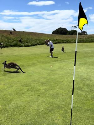 Australian golf at its absolute finest. 🦘 #australia #golf #kangaroo #fyp #melbourne 