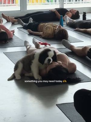 This found you for a reason 💌 #stbernard #puppy #puppyyoga #puppytiktok #puppysphere 