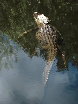 Did you know all these facts? If so, you should be very snappy with yourself 🐊 🎥: #UnitedStatesOfAnimals