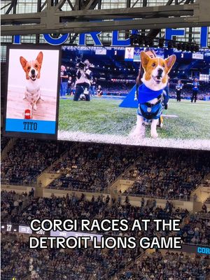 The BEST HALFTIME SHOW EVER 😭😩 at the Detroit Lions game!!  #detroitlions #detroit #corgiracing #dogsoftiktok #halftimeshow 